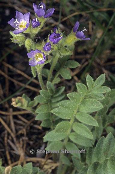 polemonium californicum 3 graphic